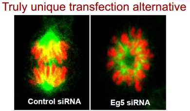 Cosmo bio轉(zhuǎn)染精品—— GenomONETM HVJ‐E Transfection Kits  