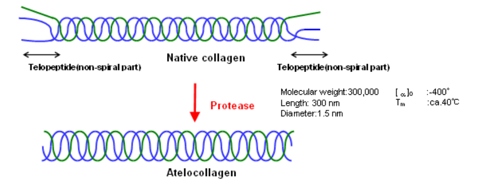  AteloGene?  體內(nèi)siRNA轉(zhuǎn)染試劑盒